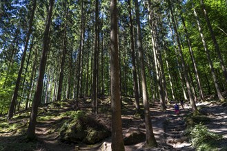 Spruce forest, coniferous forest, near the village of Irrel, Eifel, Rhineland-Palatinate, Germany,