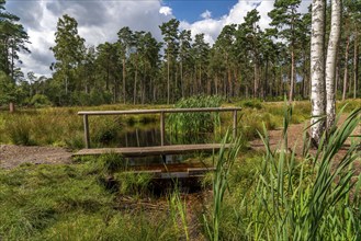 The Büsenbach stream, in the Büsenbach valley, Lüneburg Heath nature reserve, Lower Saxony,