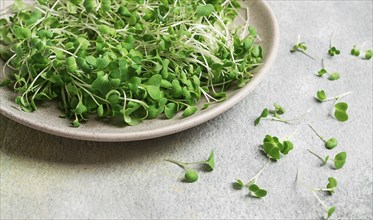 Fresh micro-greenery, on a plate, top view, no people