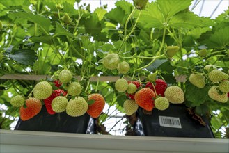 Strawberry cultivation in a greenhouse, strawberry plants with berries at different stages of