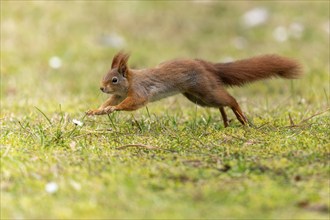 Eurasian red squirrel (Sciurus vulgaris) jumping in a meadow, wildlife, Germany, Europe