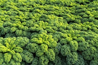 Kale field, growing area in the south of Düsseldorf, Volmerswerth district, on the Rhine, North