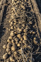 Potato harvest, Melodie variety, so-called split harvesting method, first the tubers are taken out