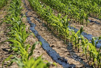 A maize field, with young plants, is fertilised with liquid manure, near Geldern, North