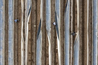 Asparagus harvest in the Rhineland, asparagus pickers at work in an asparagus field covered with