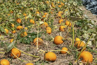 Vegetable cultivation, field with pumpkin, near Krefeld, North Rhine-Westphalia, Germany, Europe