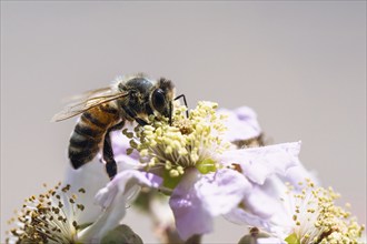 European Honey Bee, Apis mellifera, bee on blackberry flowers