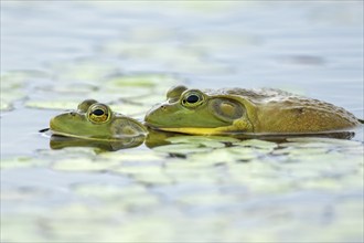 Bull frogs. Lithobates catesbeianus. Bull frogs mating. La Mauricie national park. Province of