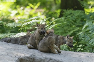 Wolf pups playing and interacting with each other on a path in the forest, European grey gray wolf