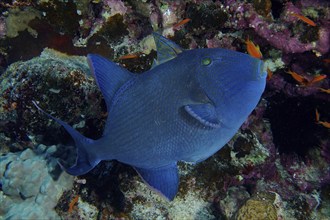 Blue triggerfish (Pseudobalistes fuscus), House Reef dive site, Mangrove Bay, El Quesir, Red Sea,