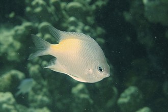 Yellow-sided damselfish (Amblyglyphidodon flavilatus), dive site House Reef, Mangrove Bay, El