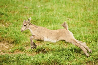 Alpine ibex (Capra ibex) youngster running on a meadow, wildlife Park Aurach near Kitzbuehl,