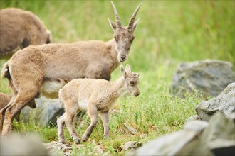 Alpine ibex (Capra ibex) mother with her youngster, wildlife Park Aurach near Kitzbuehl, Austria,