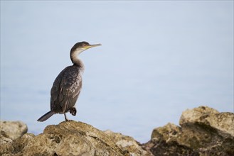 Common shag (Gulosus aristotelis) juvenile, Istria, Croatia, Europe