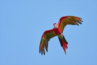 Scarlet Macaw (Ara macao) in flight, captive, Lower Saxony, Germany, Europe