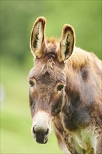 Donkey (Equus africanus asinus), portrait, tirol, Kitzbühel, Wildpark Aurach, Austria, Europe