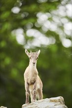 Alpine ibex (Capra ibex) youngster standing on a rock, wildlife Park Aurach near Kitzbuehl,