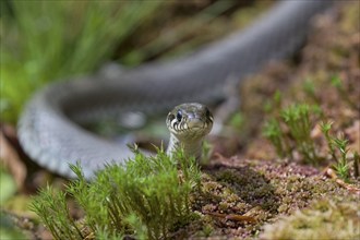 Grass snake (Natrix natrix), Bavaria, Germany, Europe