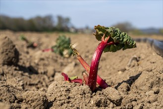 Rhubarb young plant, just planted in a field