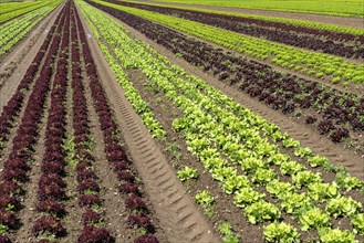 Agriculture, lettuce growing in a field, Lollo Bionda and Lollo Rossa, in long rows of plants,