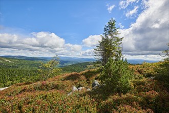 Vegetation with Norway spruce (Picea abies) and colored European blueberry (Vaccinium myrtillus) on