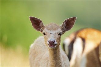 European fallow deer (Dama dama) fawn, portrait, Kitzbühel, Wildpark Aurach, Austria, Europe