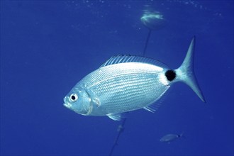 Banded seabream (Oblada melanura) in the Mediterranean Sea near Hyères, dive site Port Cros Marine