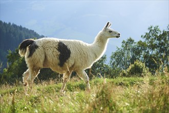 Llama (Lama glama) standing on a meadow in the mountains in tirol, Kitzbühel, Wildpark Aurach,