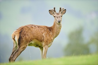 Red deer (Cervus elaphus) stag standing on a meadow in the mountains in tirol, Kitzbühel, Wildpark