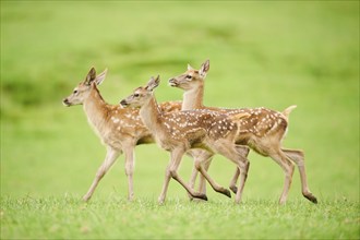 Red deer (Cervus elaphus) fawns running on a meadow in the mountains in tirol, Kitzbühel, Wildpark