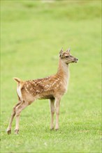 Red deer (Cervus elaphus) fawn standing on a meadow in the mountains in tirol, herd, Kitzbühel,