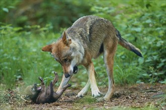 Gray wolf (Canis lupus), playing with a puppy in the forest, summer, Germany, Europe