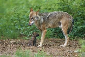 Gray wolf (Canis lupus), with a pup in the forest, summer, Germany, Europe