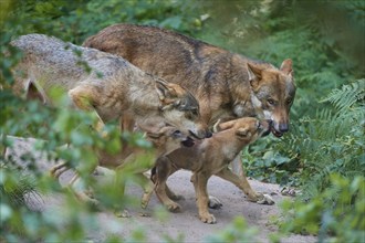 Wolf Canis lupus), pack with cubs living in a green forest, summer, Germany, Europe