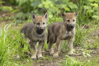 Two young wolf pups standing next to each other in the green forest, European grey gray wolf (Canis