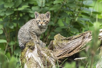 A kitten sits on a moss-covered tree trunk amidst lush green foliage, wildcat (Felis silvestris),