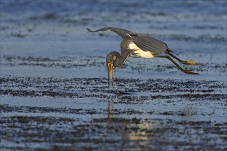 Tricolored heron (Egretta tricolor), foraging, Viera Wetlands, Sanibel Island, Florida, USA, North