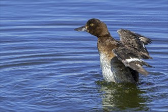 Tufted duck, tufted pochard (Aythya fuligula, Anas fuligula) adult female bathing and flapping