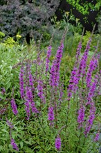 Purple loosestrife (Lythrum salicaria), North Rhine-Westphalia, Germany, Europe