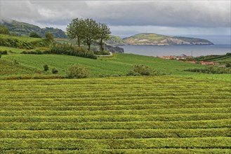 View of a green tea plantation with the ocean in the background and hilly landscape, tea