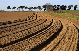 Lines in field brown soil ready for cultivation, Shottisham, Suffolk, England, UK