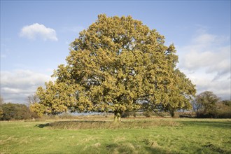 English oak (Quercus robur) tree standing alone in field in autumn leaf, Sutton, Suffolk, England,