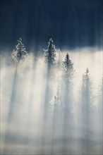 Fog and forest in Oberägeri in the canton of Zug, Switzerland, Europe