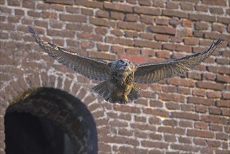 Eurasian eagle-owl (Bubo bubo), fledgling, making its first attempts at flight, industrial