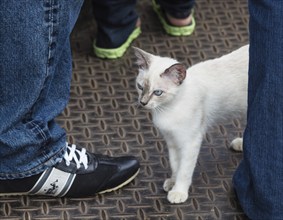 Stray little siamese kitten in a crowd