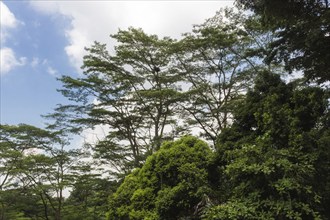 Green thick wet rainforest near Singapore city