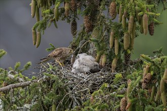 Common kestrel (Falco tinnunculus), female adult bird, bringing a mouse to the nest of young birds