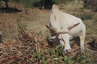 South Ethiopia, light beige cow with horns looking for food, Ethiopia, Africa