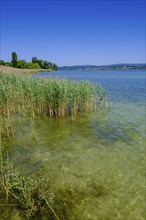 Lake Constance near Oberzell, Reichenau Island on Lake Constance, Baden-Württemberg, Germany,