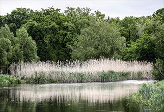 Unregulated natural course of the Spree, Mönchwinkel, 16 05 2023